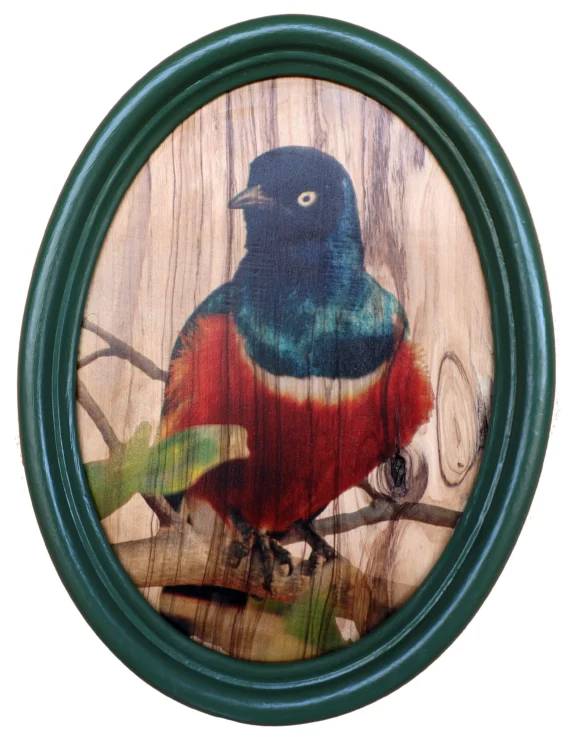 estorninosoberbioolivo